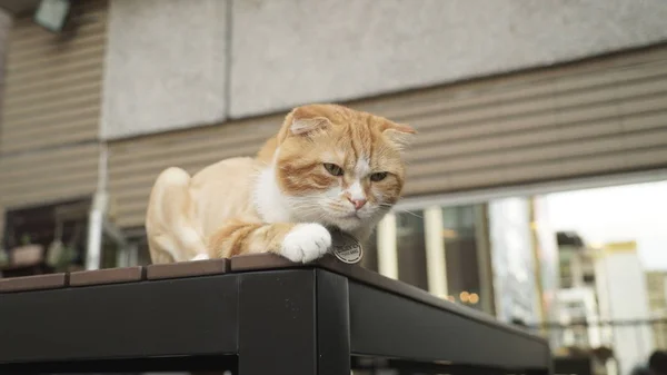 Masanın üzerinde yatan kedi — Stok fotoğraf