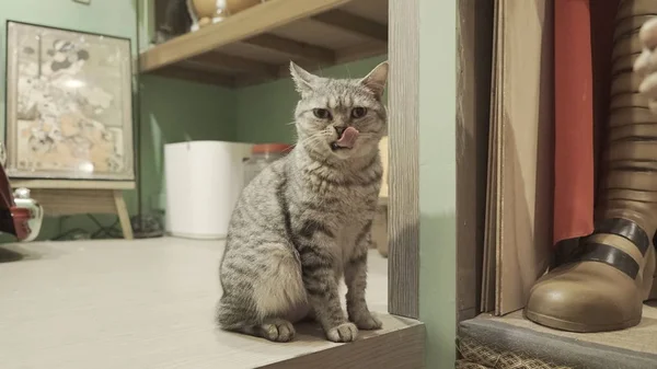 실내에 앉아 귀여운 고양이 — 스톡 사진