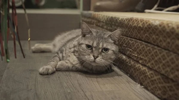 Schattig kat liggend op de vloer — Stockfoto