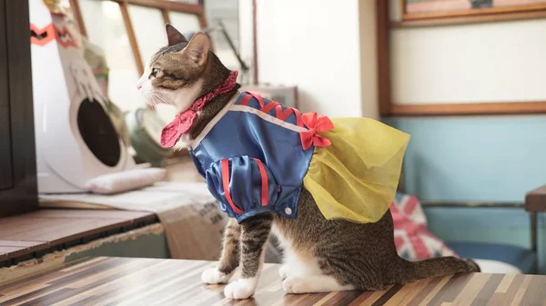 giysileri sevimli kedi