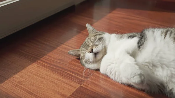 Bonito gato dormir dentro de casa — Fotografia de Stock