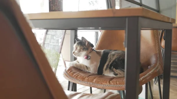 adorable cat on chair