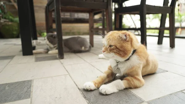 Gato deitado no chão — Fotografia de Stock