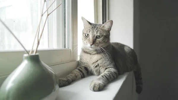 Cat lying near window — Stock Photo, Image