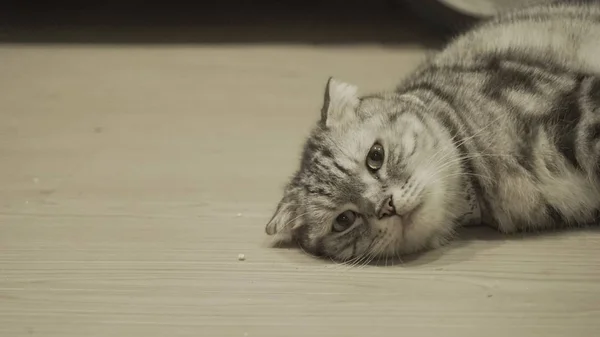 바닥에 누워 있는 귀여운 고양이 — 스톡 사진