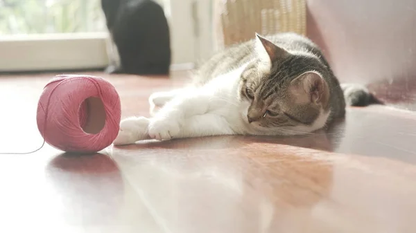 Primo piano del gatto sdraiato sul pavimento — Foto Stock