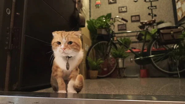 귀여운 빨간 고양이의 사진 — 스톡 사진