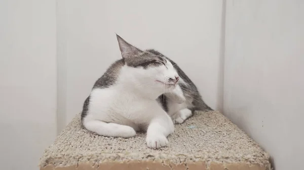cute cat lying on box