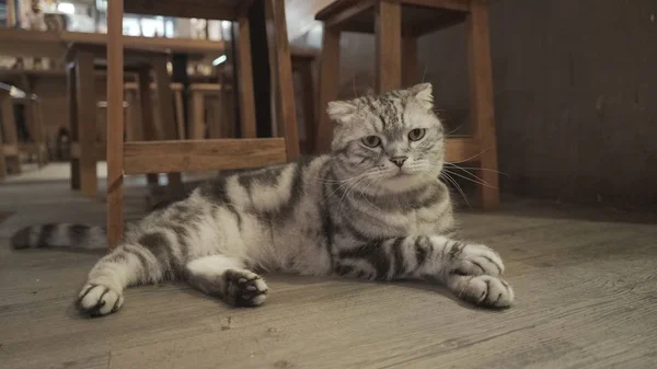 Foto de gato bonito deitado no chão — Fotografia de Stock