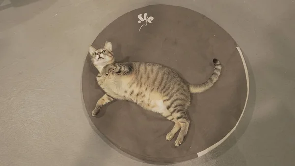 Милий кіт лежить на підлозі — стокове фото