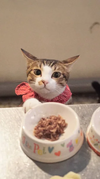Entzückende Katze mit Futter — Stockfoto