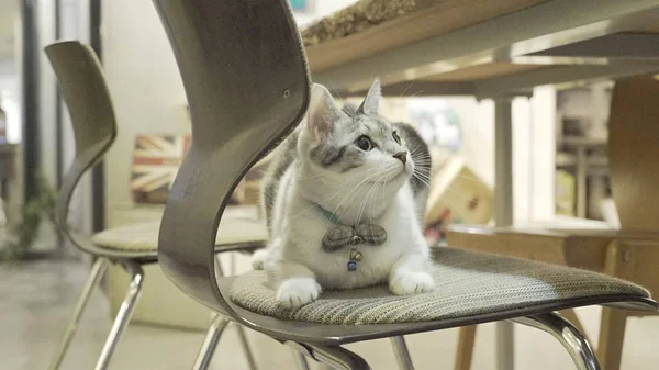 Urocza kotka na krzesło — Zdjęcie stockowe