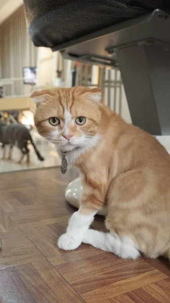 Sevimli kırmızı kedi fotoğrafı — Stok fotoğraf