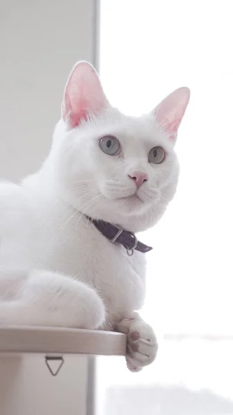 Cute white cat — Stock Photo, Image