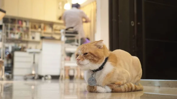 Lindo gato acostado en suelo — Foto de Stock