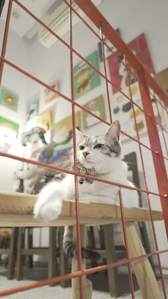 Masanın üzerinde yatan kedi