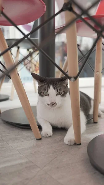 Cute cat lying on floor — Stock Photo, Image