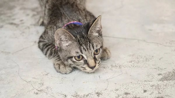 Carino gatto sdraiato sul pavimento — Foto Stock