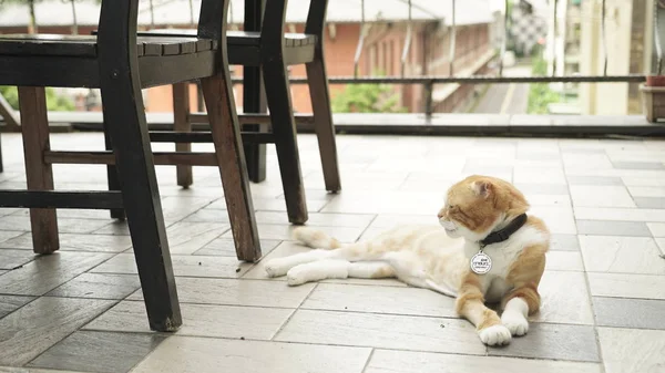 Photo of cute cat lying on floor — Stock Photo, Image