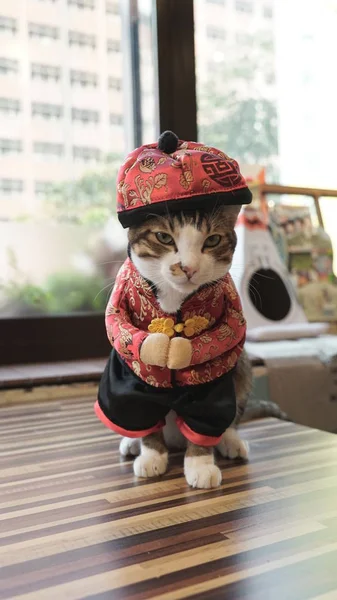 giysileri sevimli kedi