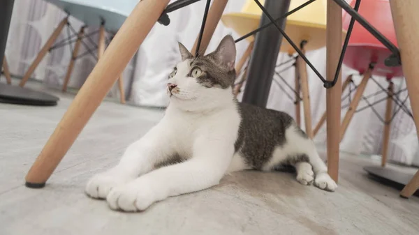 cute cat lying on floor