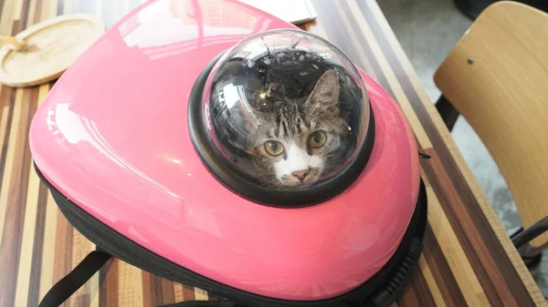 sevimli kedi fotoğrafı