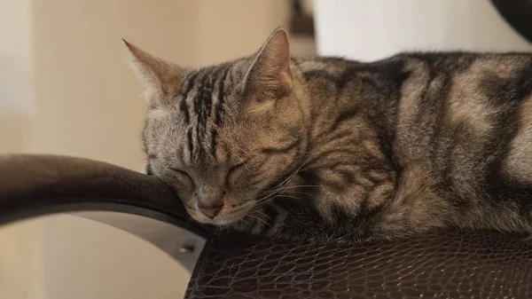 İçeride uyuyan sevimli kedi 