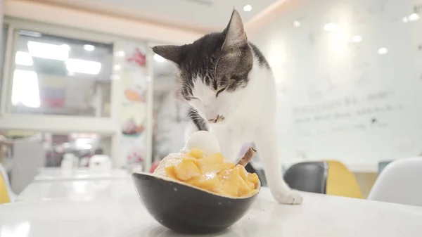 Süßes Katzen- und Mango-Eis — Stockfoto