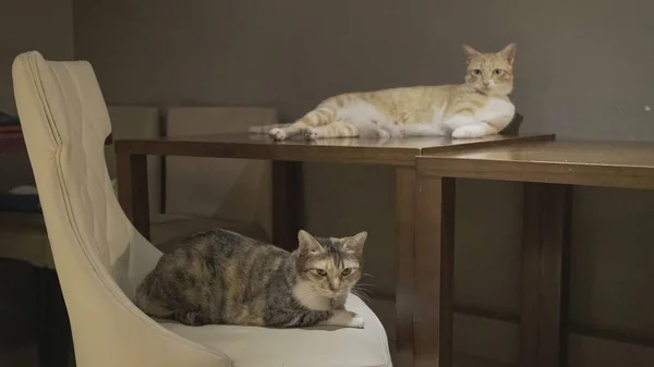 Zwei Katzen drinnen — Stockfoto