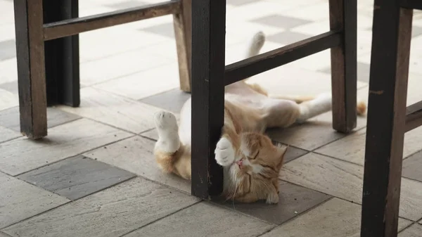 Chat couché sur le sol à l'intérieur — Photo