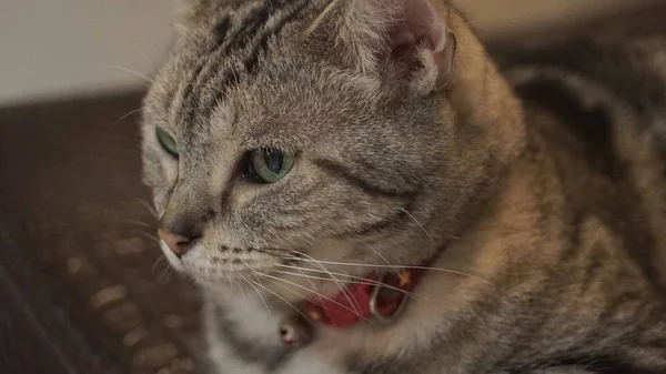 Yerde yatan sevimli kedi.