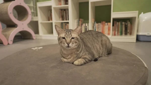 Cute cat sitting indoors — Stock Photo, Image