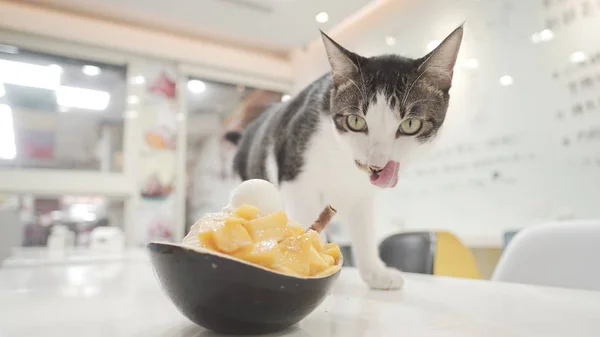 cute cat and mango ice-cream