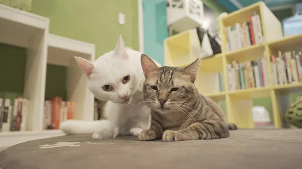 Δύο υπέροχες γάτες εσωτερική — Φωτογραφία Αρχείου