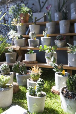 Yeşil çimenlerin üzerinde Saksı bitkiler