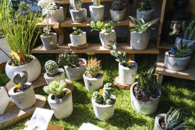 Yeşil çimenlerin üzerinde Saksı bitkiler