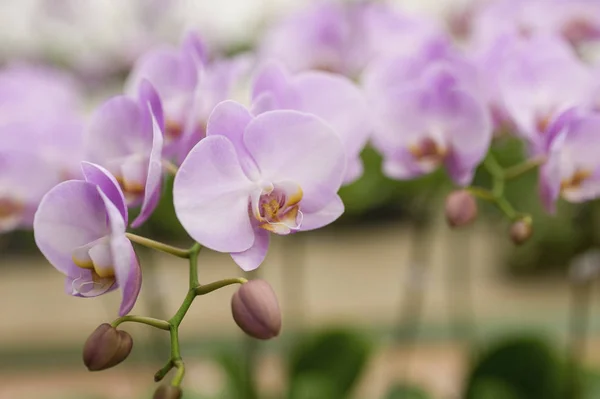 Blomma av orkidé blommor — Stockfoto