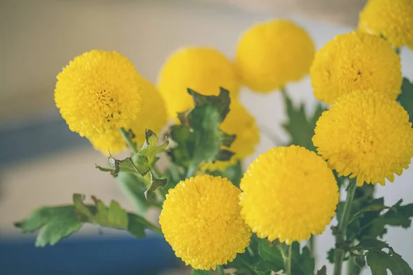 Primo piano dei fiori gialli — Foto Stock