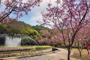 çiçeği Yangmingshan Milli Parkı'nda