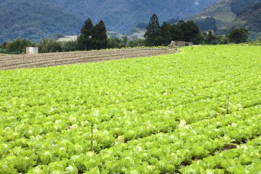 yeşil çiftlik alanı