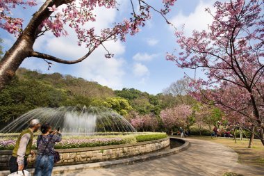 çiçeği Yangmingshan Milli Parkı'nda