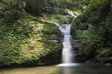 Yeşil ormanda şelale 