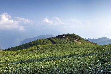 yeşil çiftlik alanı