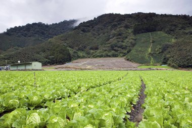 yeşil çiftlik alanı