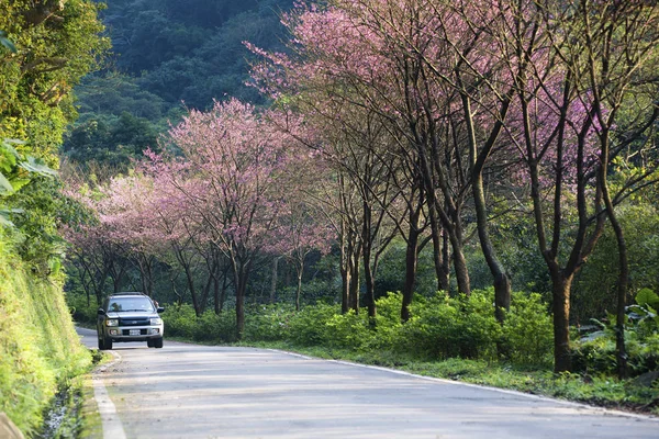 Beautiful cherry blossom — Stock Photo, Image