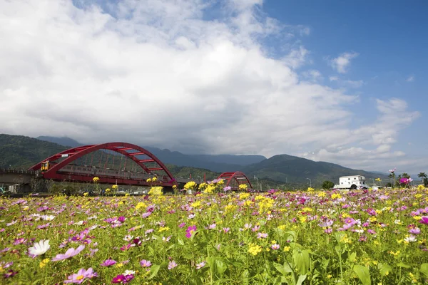 Campo giallo e rosa di fiori — Foto Stock