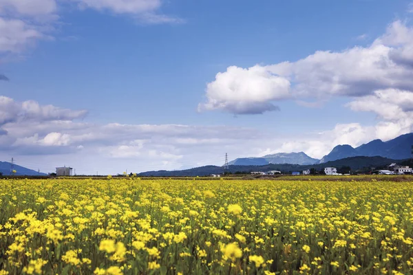 Gelb und rosa Feld von Blumen — Stockfoto