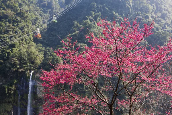 Květ v Yangmingshan National Park — Stock fotografie