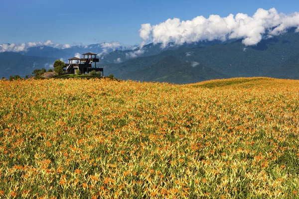 Flor de flores amarillas en el campo — Foto de Stock