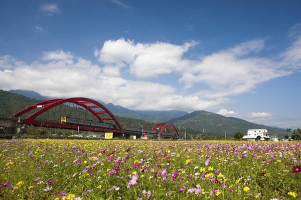 Campo amarillo y rosa de flores —  Fotos de Stock